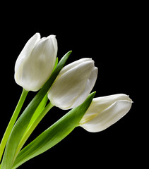 Białe tulipany na czarnym tle