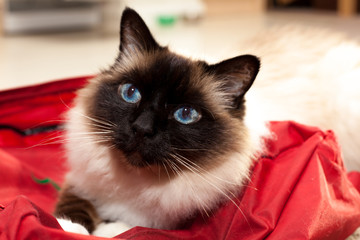 Birman cat on a bag at home