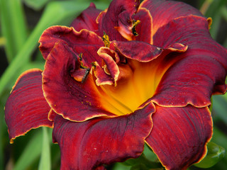 Daylily - Liliowiec - kwiat - klejnot natury