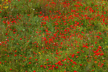 bl&uuml;hender roter mohn blumen im feld sommer