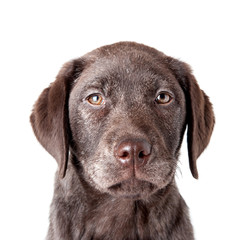 Puppy labrador retriever dog close up portrait isolated on a whi