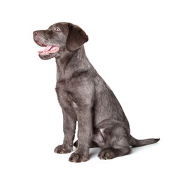 Puppy labrador retriever dog isolated on a white background.
