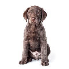 Puppy labrador retriever dog isolated on a white background.
