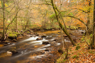 River Teign Dartmoor Devon Uk