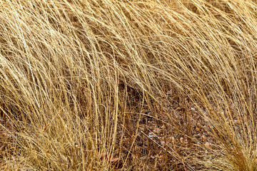 Dry and dead small grass