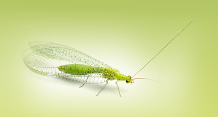 Common green lacewing, Chrysoperla carnea, on a green background