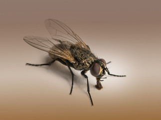 Dirty Housefly, Musca domestica on a brown background