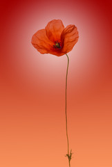 Poppy on a gradient red background