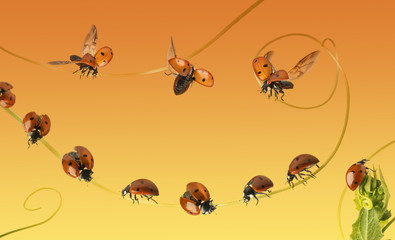 Composition of ladybirds on a orange gradient orange background
