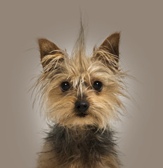 Yorkshire Terrier with a crest on colored background