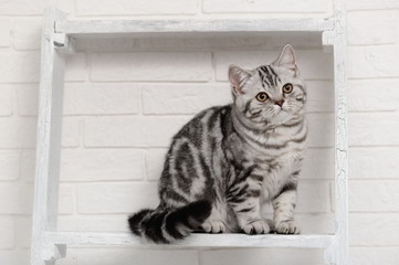 Cat on the shelves in the interior