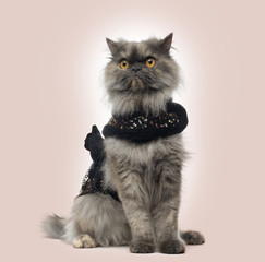 Grumpy Persian cat wearing a shiny harness on a beige background