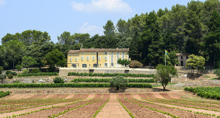 Vineyards in Var (Provence)