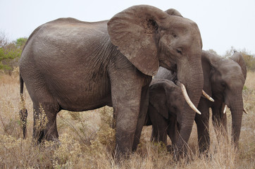 Fototapeta na wymiar Elefantenkuh mit Kind