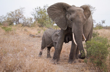 Fototapeta na wymiar Elefantenkuh