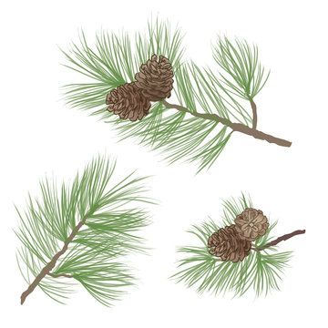 Pine cone set. Pine tree branch. Pinecone Collection.