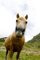 Naklejka premium Portrait de cheval