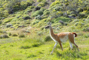 Beautiful wild guanaco