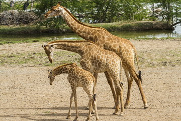 Giraffe family