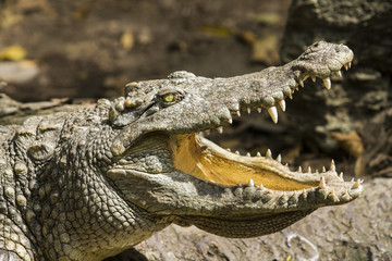 Crocodile Head
