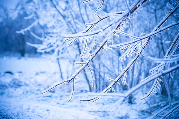 frosty tree branch in winter