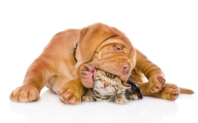 Bordeaux puppy dog biting bengal kitten. isolated on white 