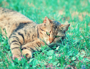 Naklejka premium Cat lying in a grass