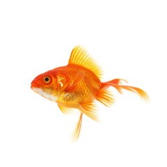 Fototapeta premium 金魚