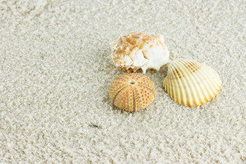 Fototapeta na wymiar sea shells with sand