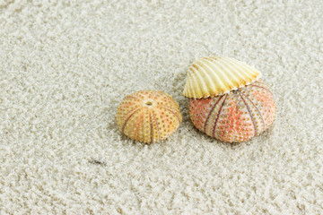sea shell and urchin