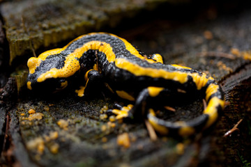 kleiner schwarz gelber feuersalamander im wald grüner moos