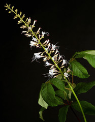 Kastanienblüte