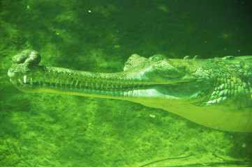 Obraz premium Underwater crocodile