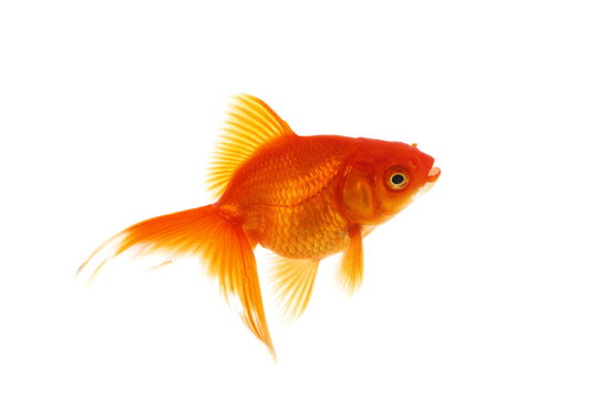 金魚 の画像 107 590 件の Stock 写真 ベクターおよびビデオ Adobe Stock