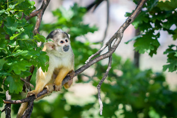 Singe saimiri &agrave; t&ecirc;te noire