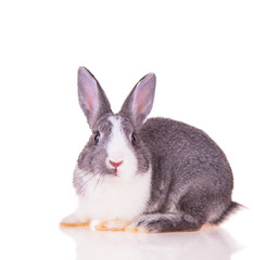 Easter baby rabbit on white background 