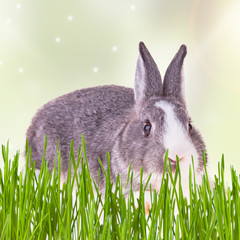 Easter baby rabbit with green grass, eggs and flower on natute 