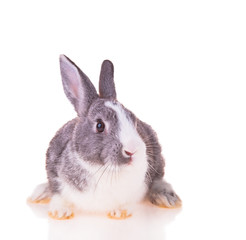 Fototapeta premium Easter baby rabbit on white background 