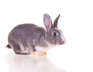 Easter baby rabbit on white background 