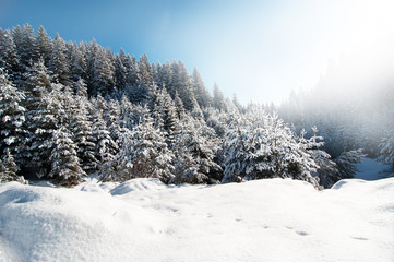 Winter pine trees landscape