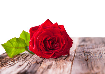 Red beautiful rose on wooden background 