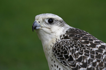 Gerfalke