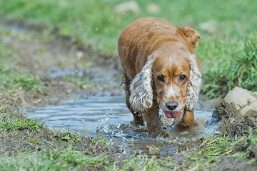 Puppy dog cocker spaniel