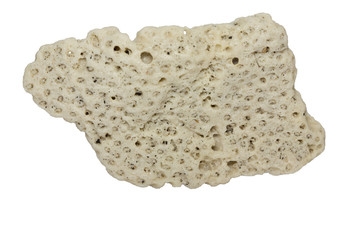 Coral fossil