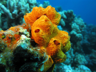 coral reef with  great orange sponge on the bottom of  sea