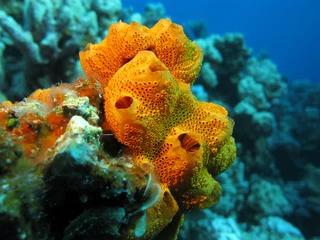 Fototapeten coral reef with  great orange sponge on the bottom of  sea © mychadre77