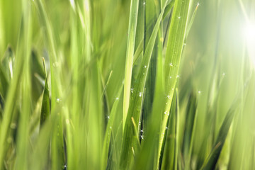 Fototapeta na wymiar Background of Green Grass Meadow with Shining Rain Drops