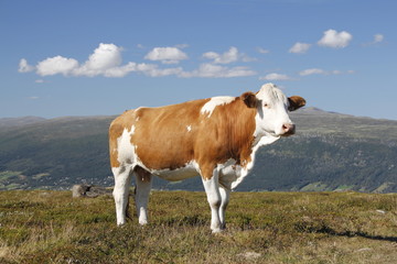 Fototapeta na wymiar Kuh in den Bergen
