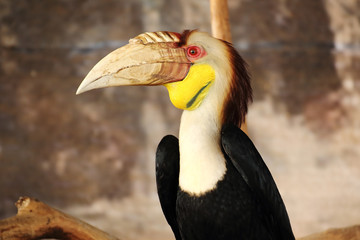 Hornbill bird © kungverylucky