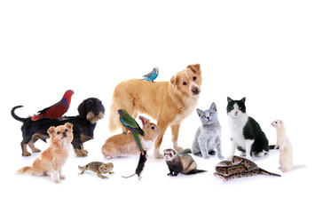 Gruppe verschiedene Haustiere